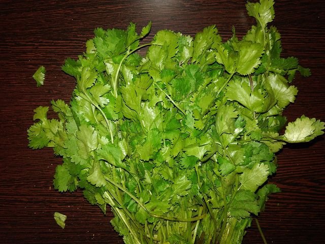 Cilantro