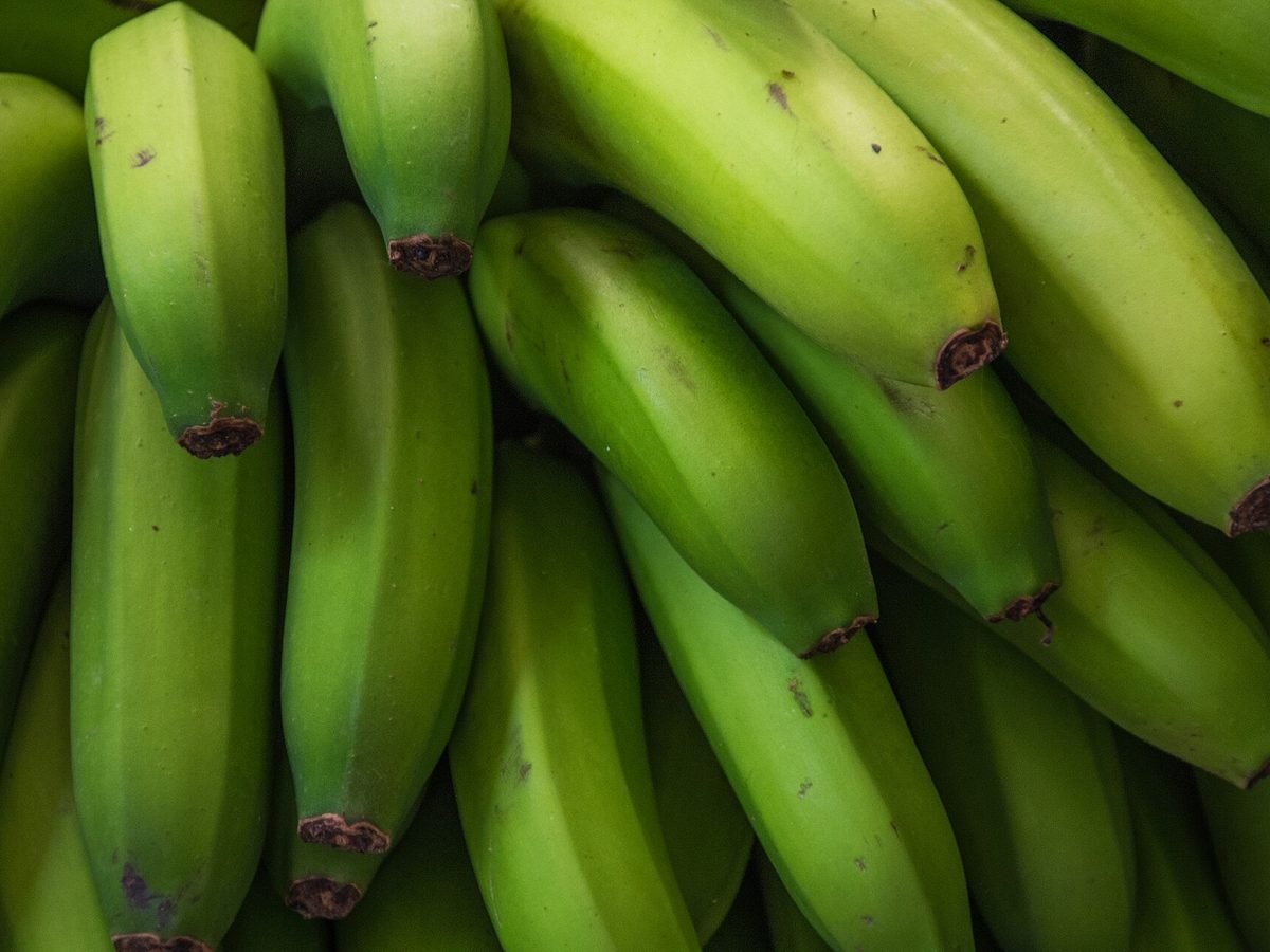 Plátano macho
